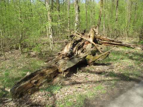Foto 79